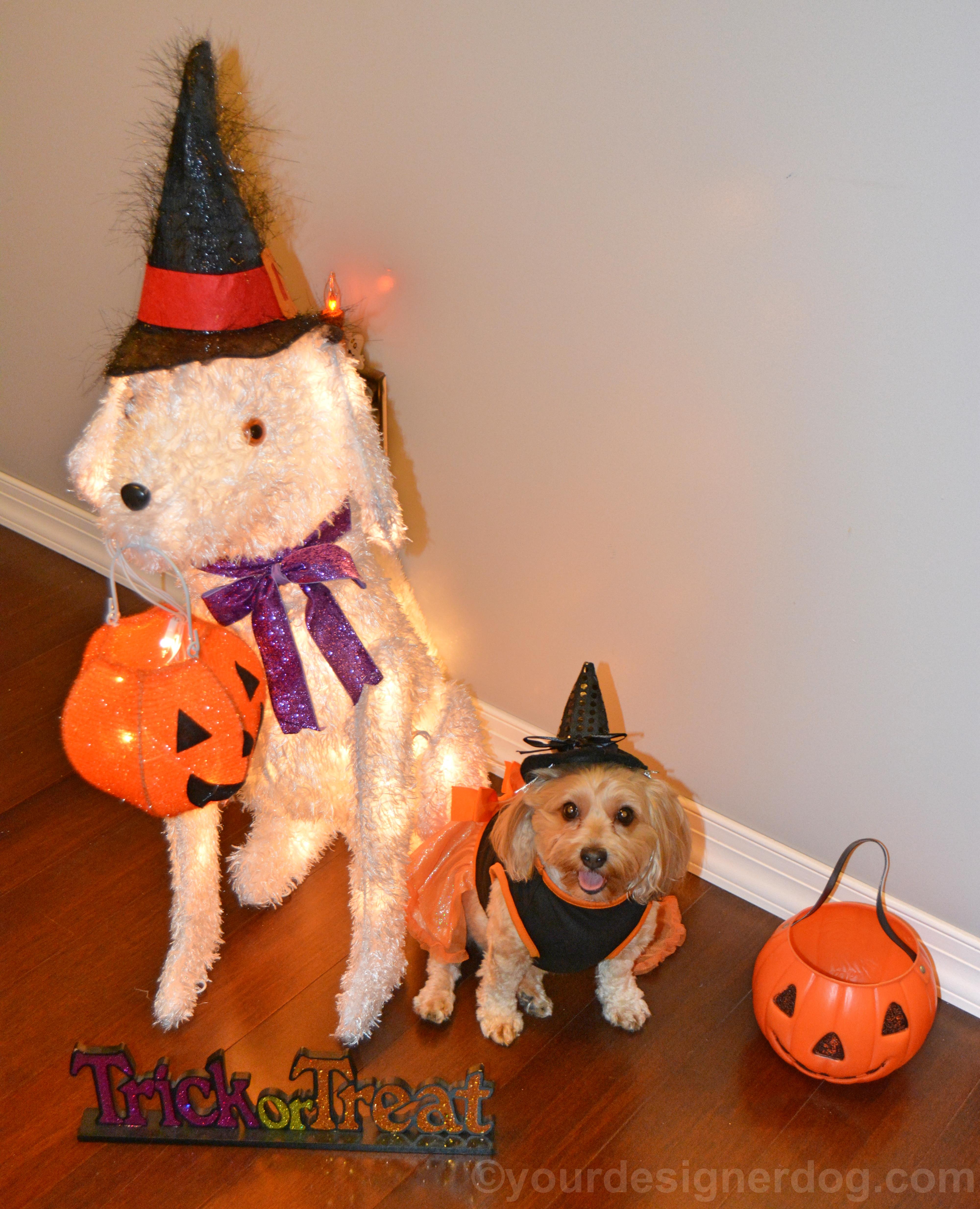 dogs, designer dogs, yorkipoo, yorkie poo, halloween, trick or treat, buddy system, witch costume, jack-o-lantern