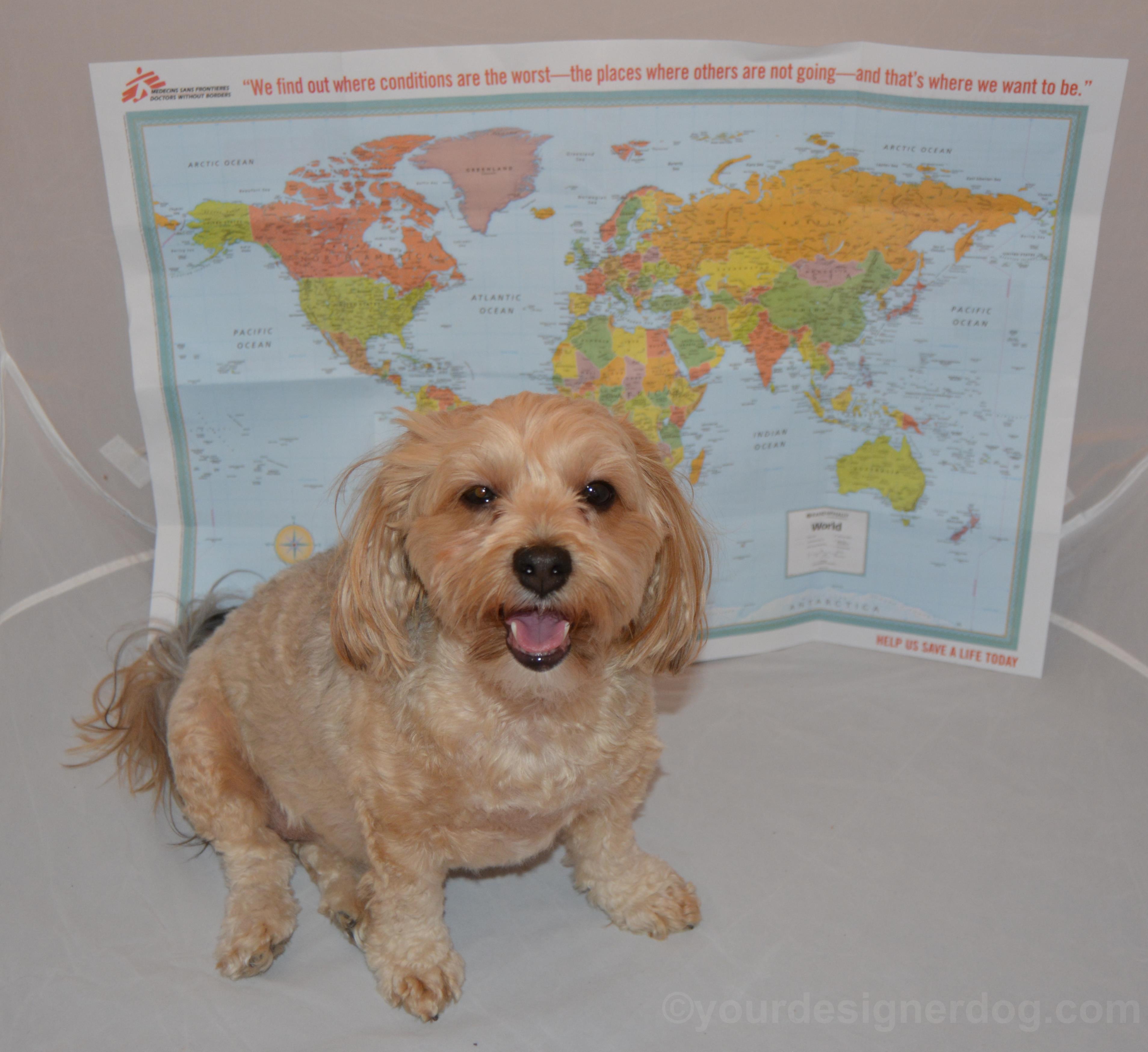 dogs, designer dogs, yorkipoo, yorkie poo, map, world