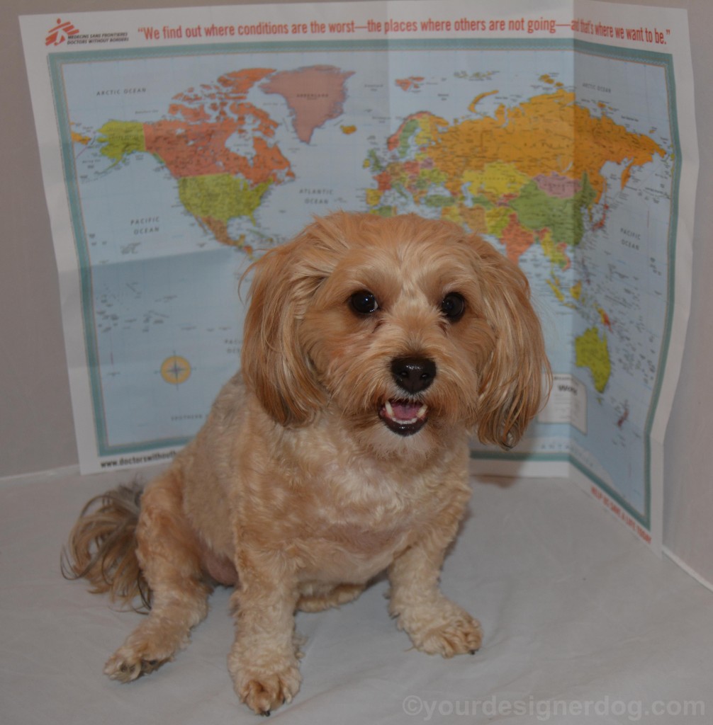 dogs, designer dogs, yorkipoo, yorkie poo, map, world