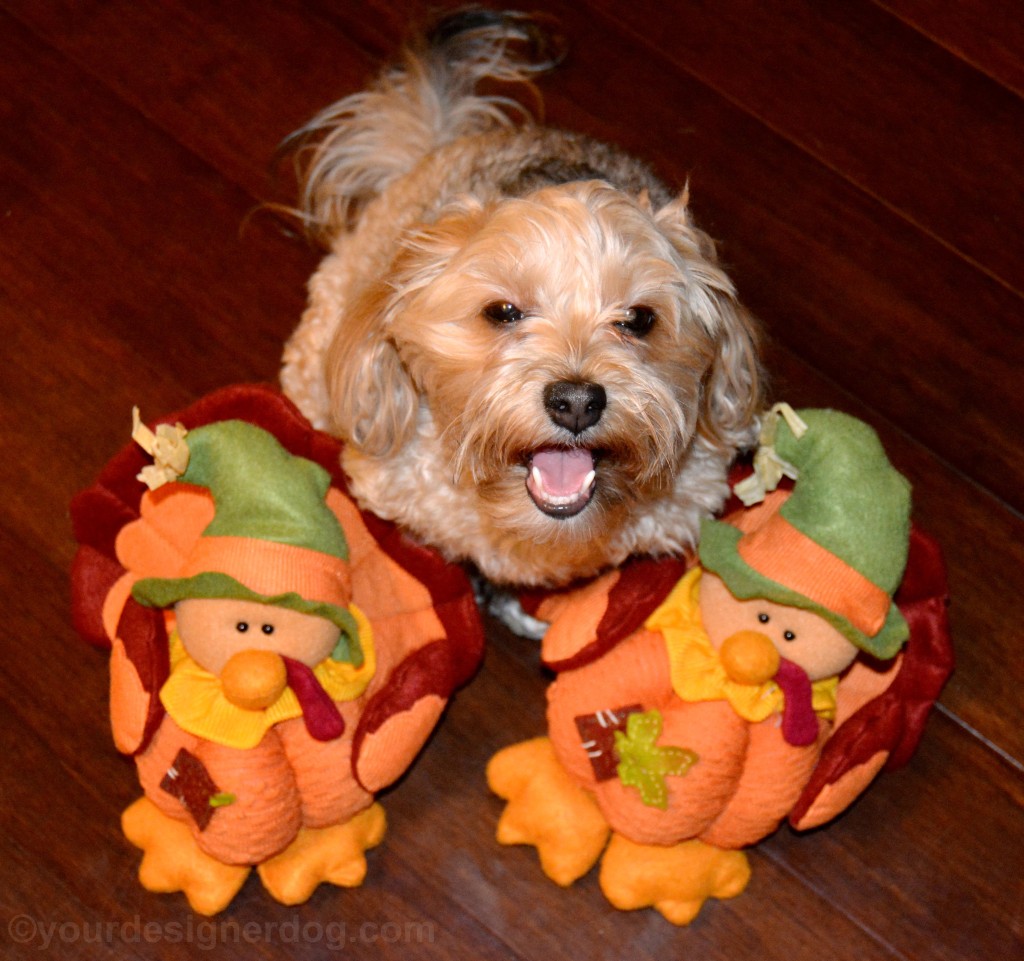 dogs, designer dogs, yorkipoo, yorkie poo, turkey, gobble, turkey day, thanksgiving