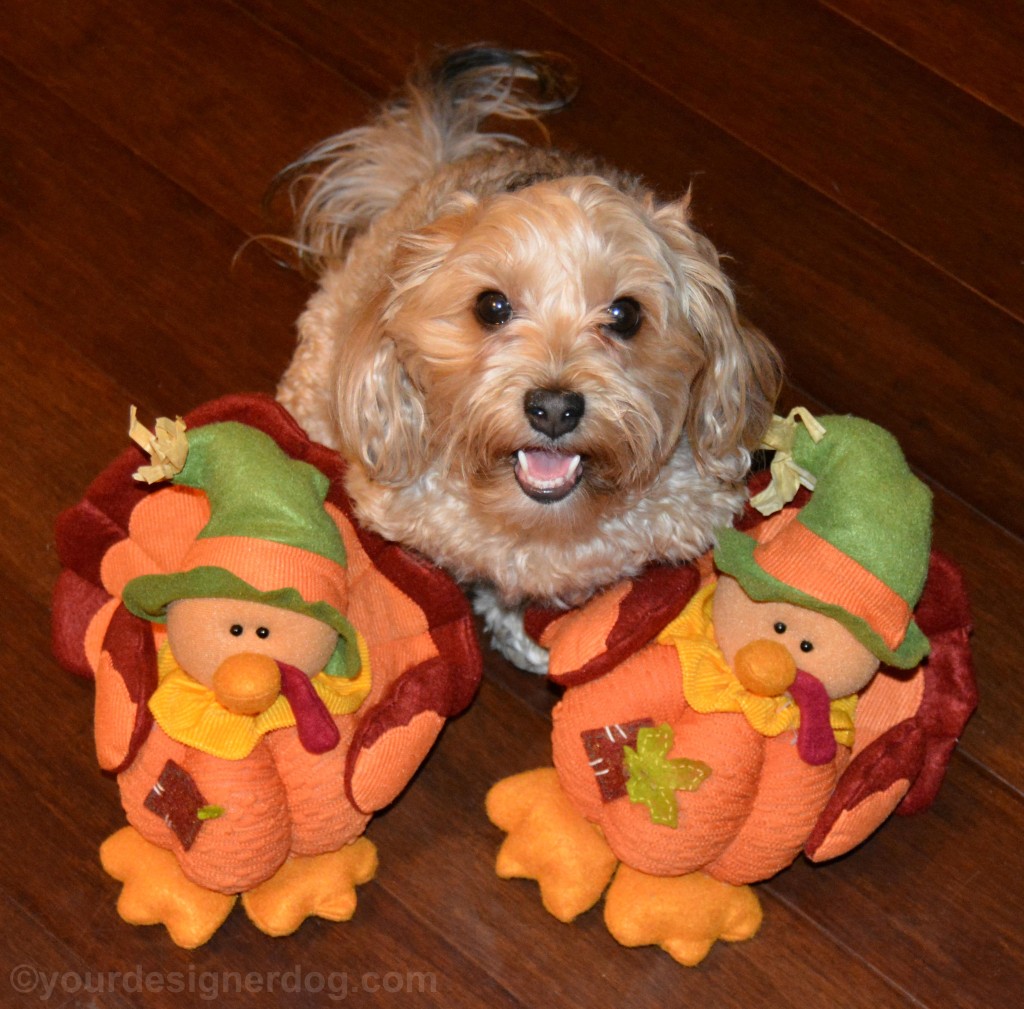 dogs, designer dogs, yorkipoo, yorkie poo, turkey, gobble, turkey day, thanksgiving