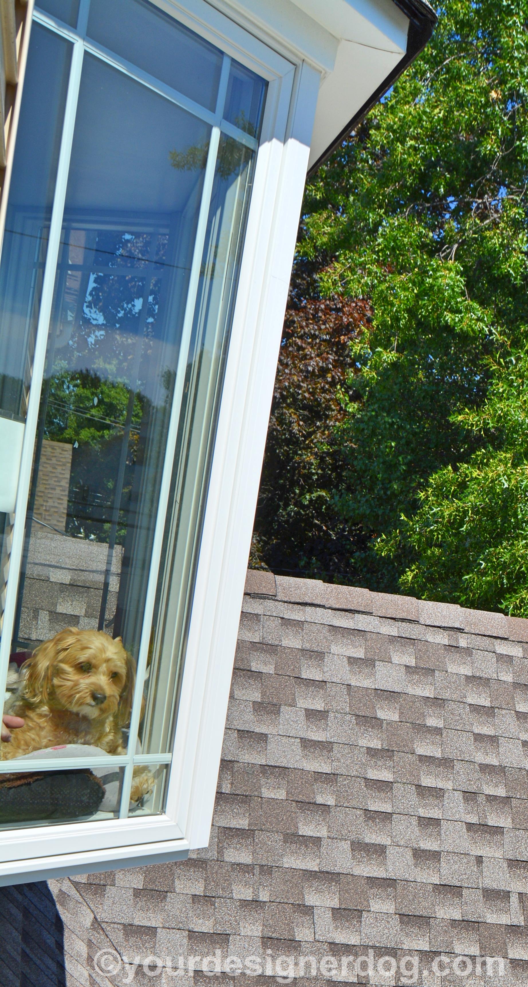 dogs, designer dogs, yorkipoo, yorkie poo, doggy in the window