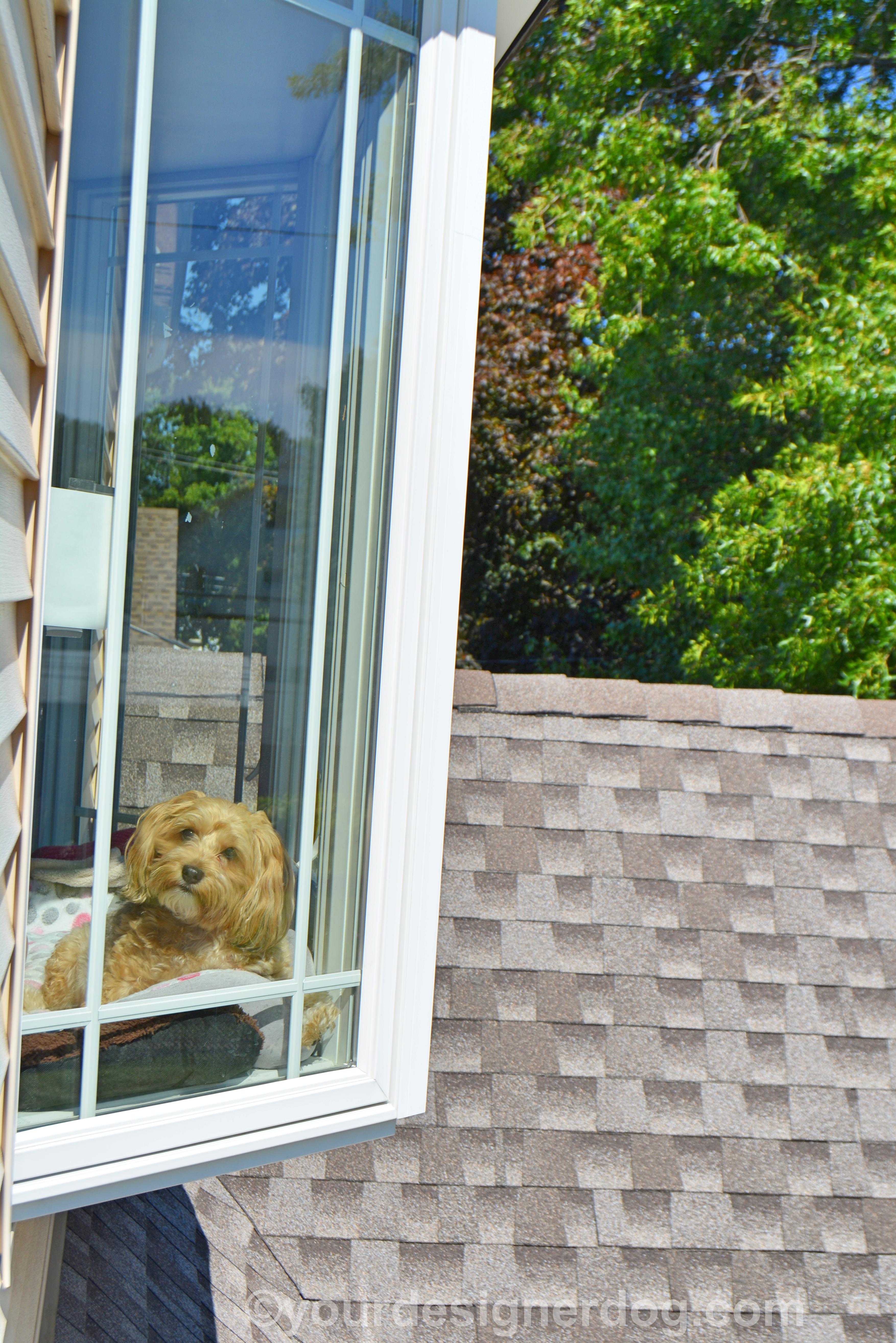 dogs, designer dogs, yorkipoo, yorkie poo, doggy in the window