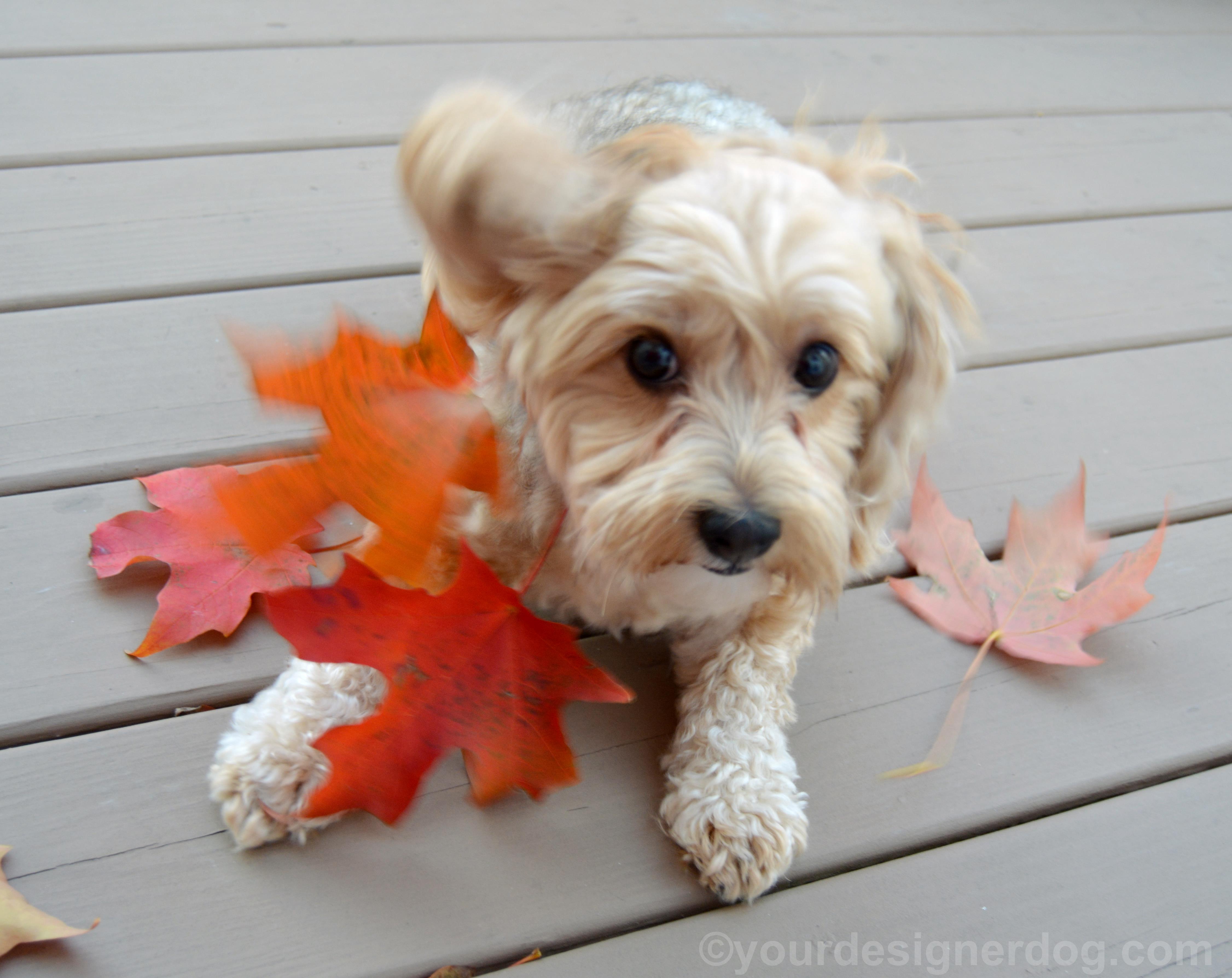 dogs, designer dogs, yorkipoo, yorkie poo, leaves, fall, diy necklace