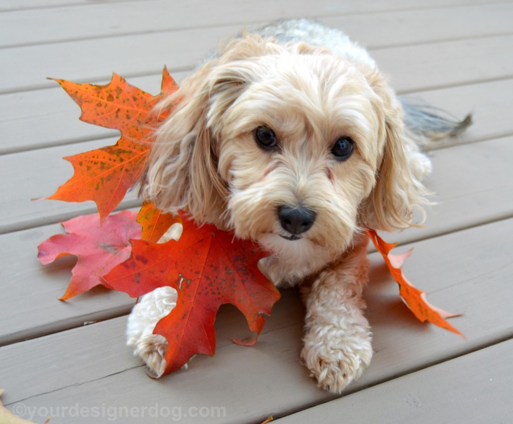 dogs, designer dogs, yorkipoo, yorkie poo, leaves, fall, diy necklace