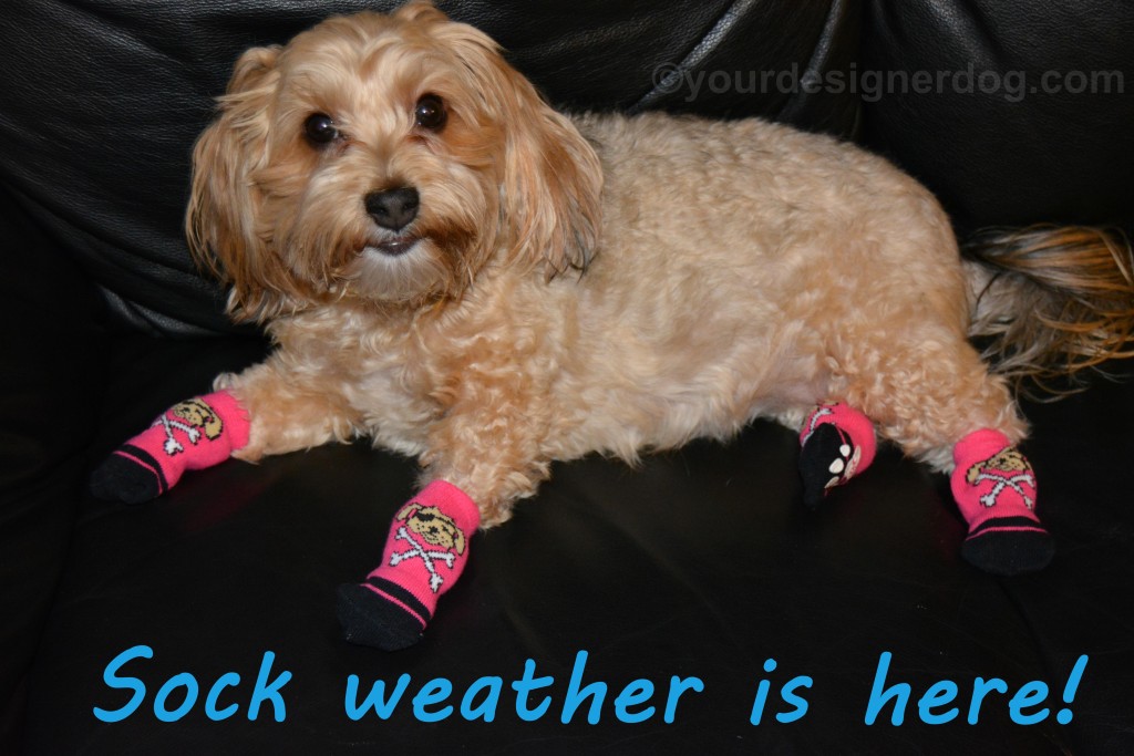 dogs, designer dogs, yorkipoo, yorkie poo, socks, cold weather