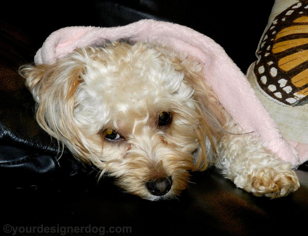 dogs, designer dogs, yorkipoo, yorkie poo, snuggle, dog blanket