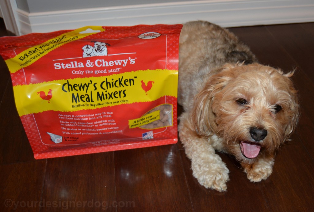 dogs, designer dogs, yorkipoo, yorkie poo, stella & chewy's, meal mixers, raw food, kibble