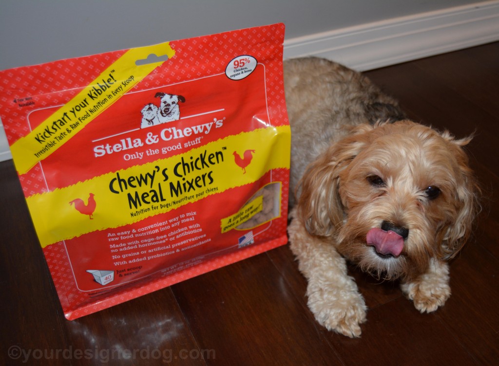 dogs, designer dogs, yorkipoo, yorkie poo, stella & chewy's, meal mixers, raw food, kibble