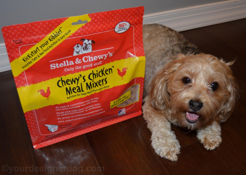 dogs, designer dogs, yorkipoo, yorkie poo, stella & chewy's, meal mixers, raw food, kibble