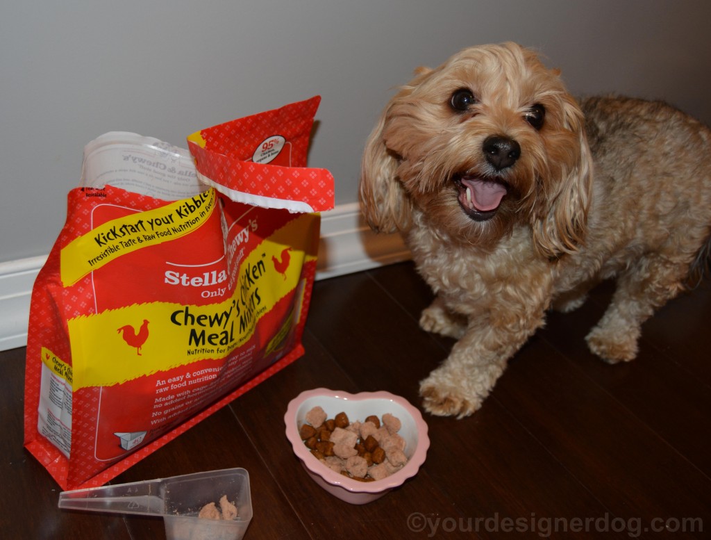 dogs, designer dogs, yorkipoo, yorkie poo, stella & chewy's, meal mixers, raw food, kibble