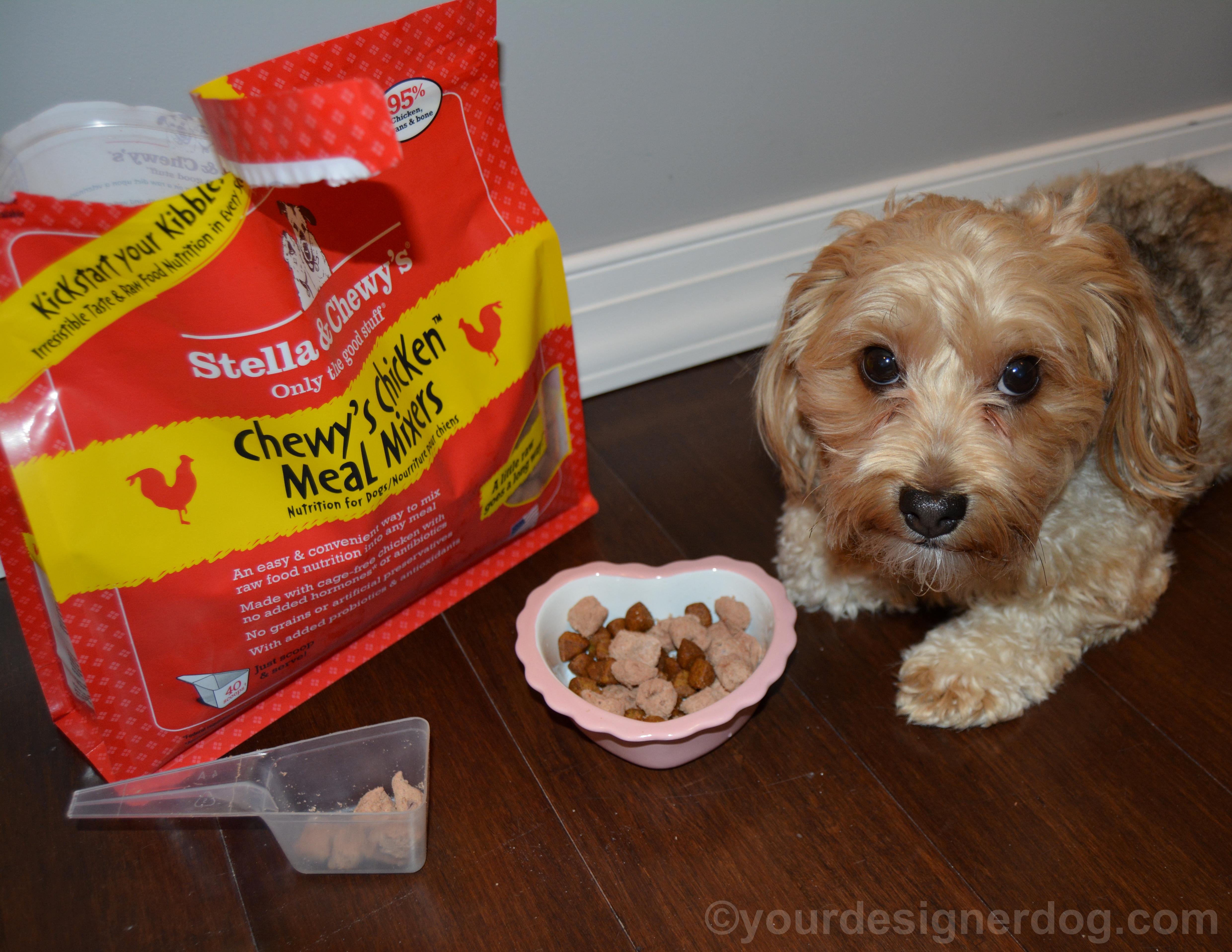 dogs, designer dogs, yorkipoo, yorkie poo, stella & chewy's, meal mixers, raw food, kibble