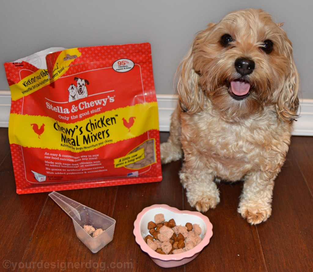 dogs, designer dogs, yorkipoo, yorkie poo, stella & chewy's, meal mixers, raw food, kibble