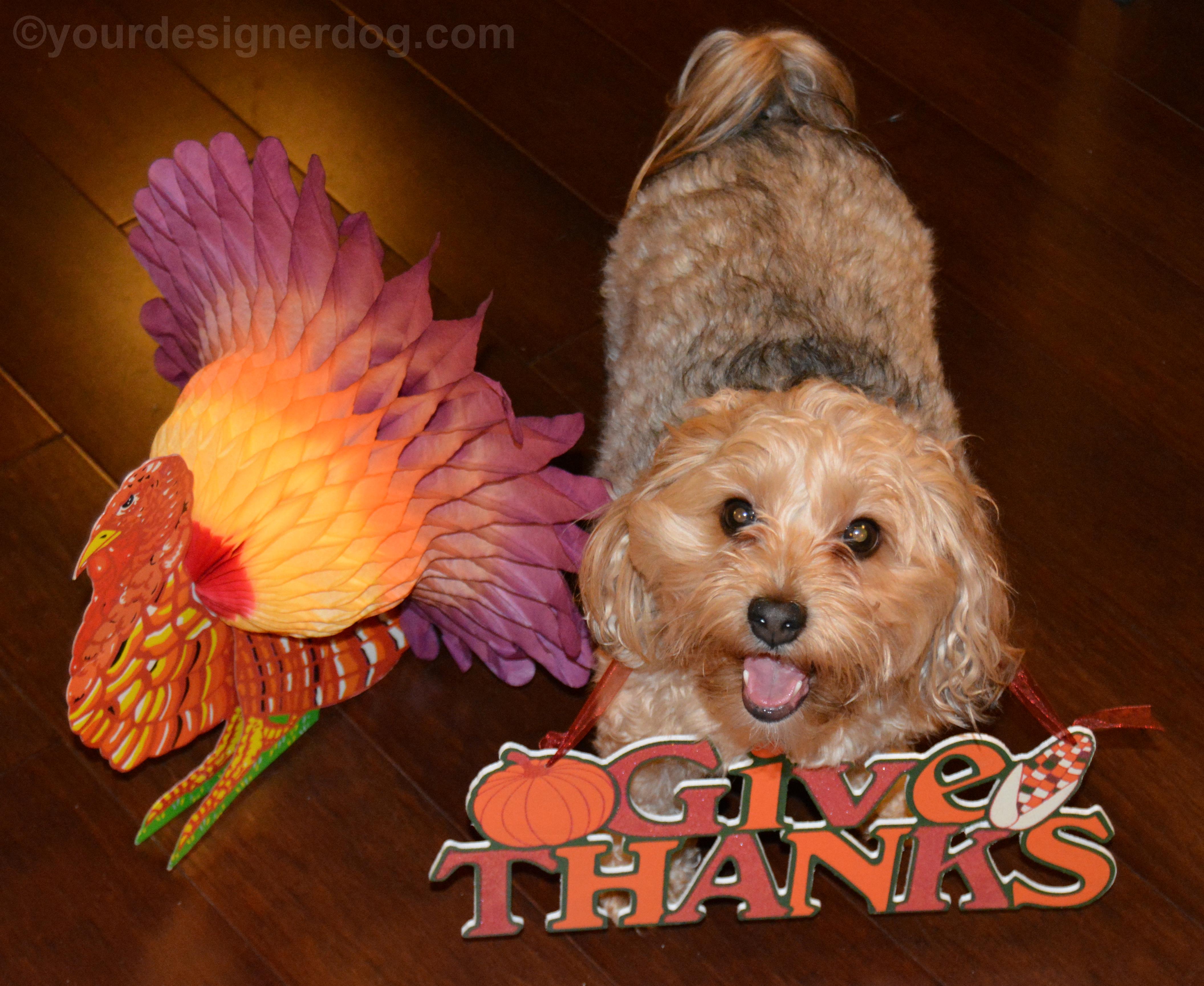 dogs, designer dogs, yorkipoo, yorkie poo, turkey, thanksgiving, thankful