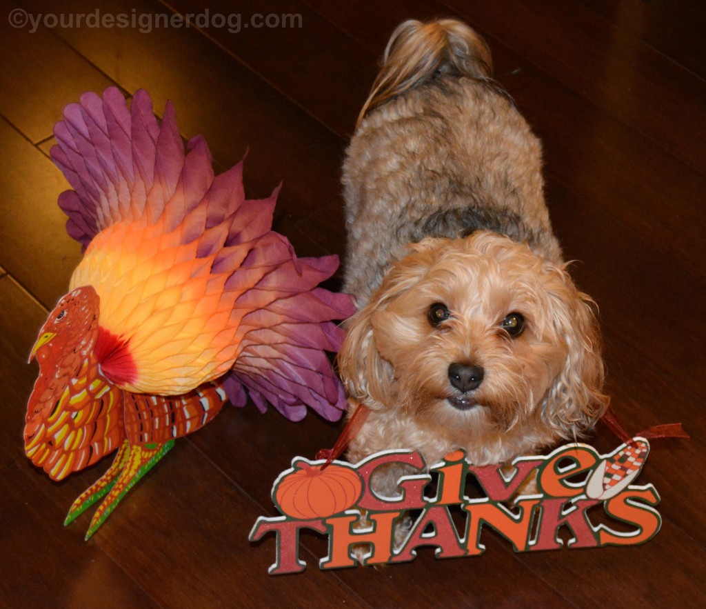 dogs, designer dogs, yorkipoo, yorkie poo, turkey, thanksgiving, thankful