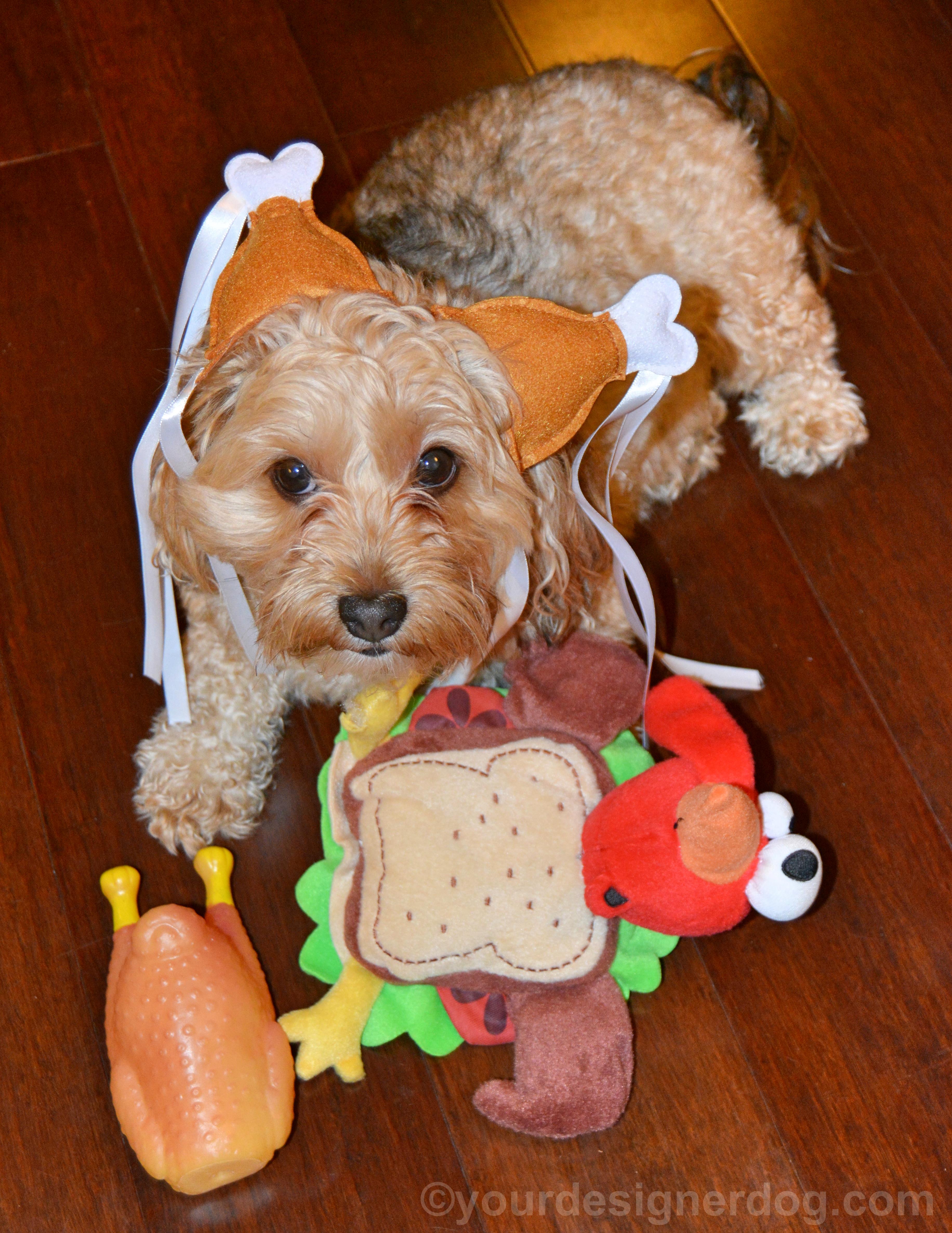dogs, designer dogs, yorkipoo, yorkie poo, turkey day, turkey, thanksgiving