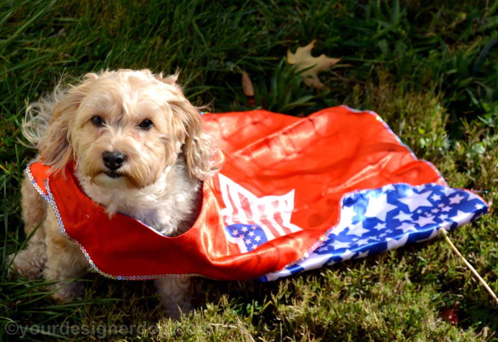 dogs, designer dogs, yorkipoo, yorkie poo, cape, patriotic, veterans, superheroes 