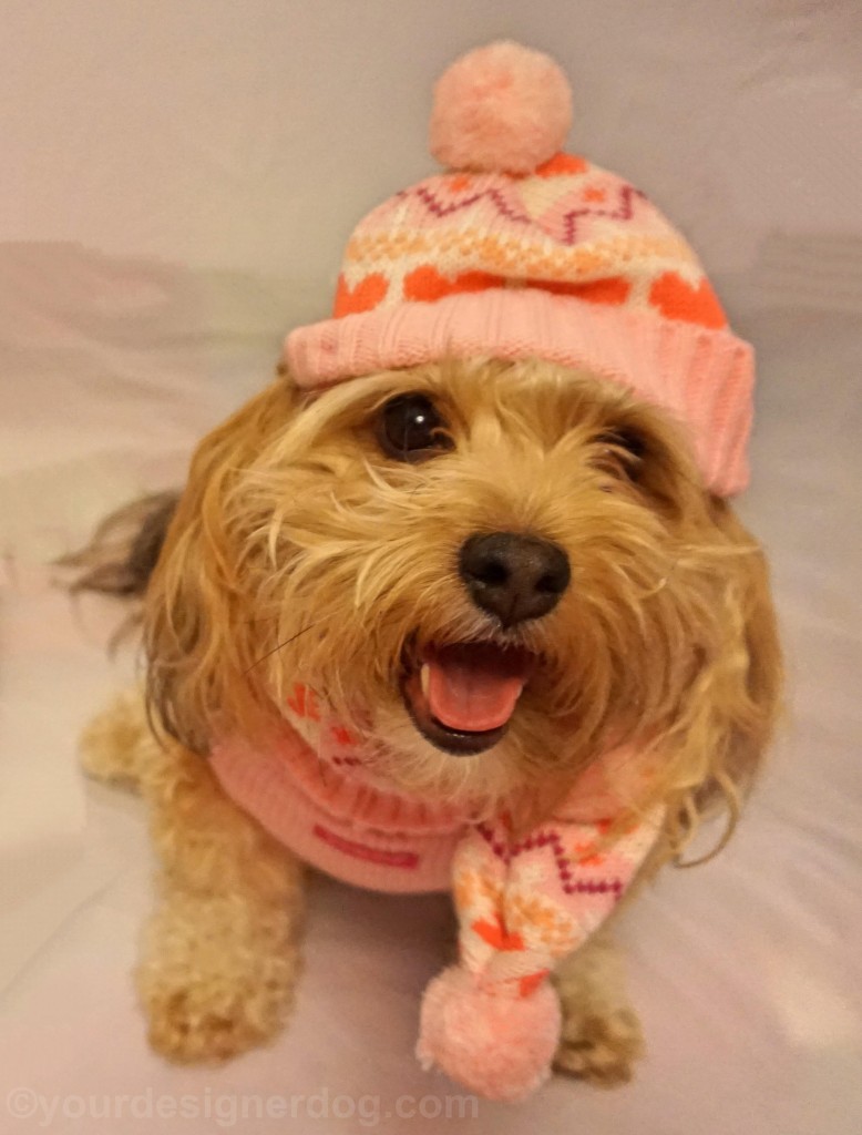 dogs, designer dogs, yorkipoo, yorkie poo, tongue out, winter hat, scarf