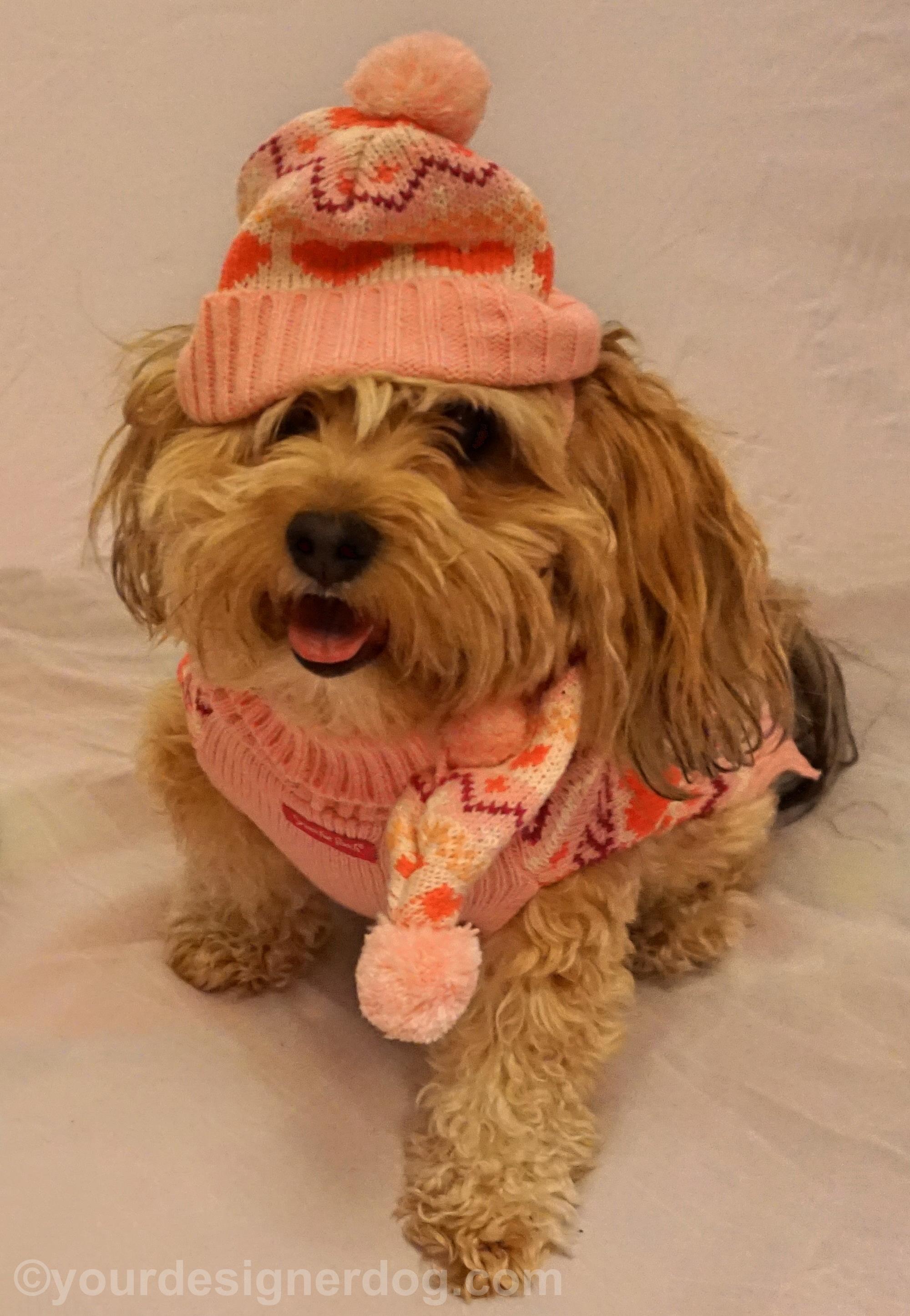 dogs, designer dogs, yorkipoo, yorkie poo, tongue out, winter hat, scarf