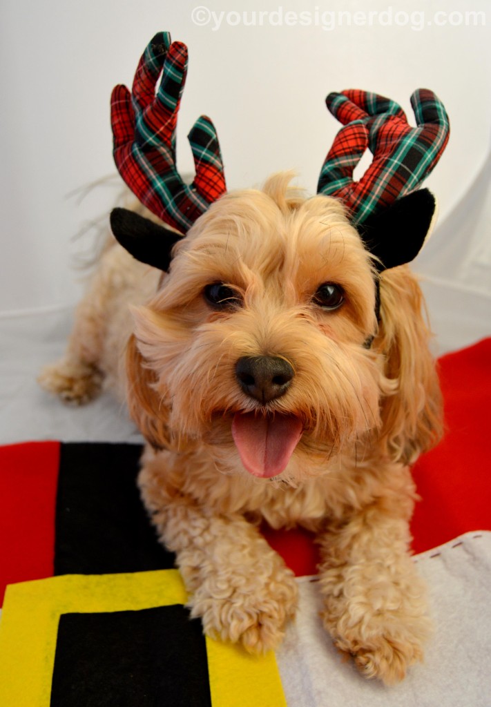 dogs, designer dogs, yorkipoo, yorkie poo, reindeer, tongue out, antlers, christmas