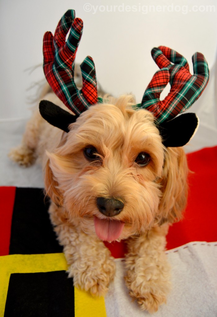 dogs, designer dogs, yorkipoo, yorkie poo, reindeer, tongue out, antlers, christmas