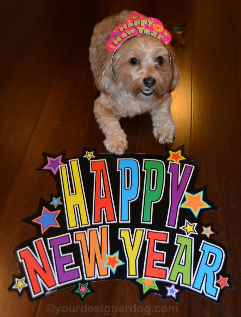 dogs, designer dogs, yorkipoo, yorkie poo, new year, new year's eve