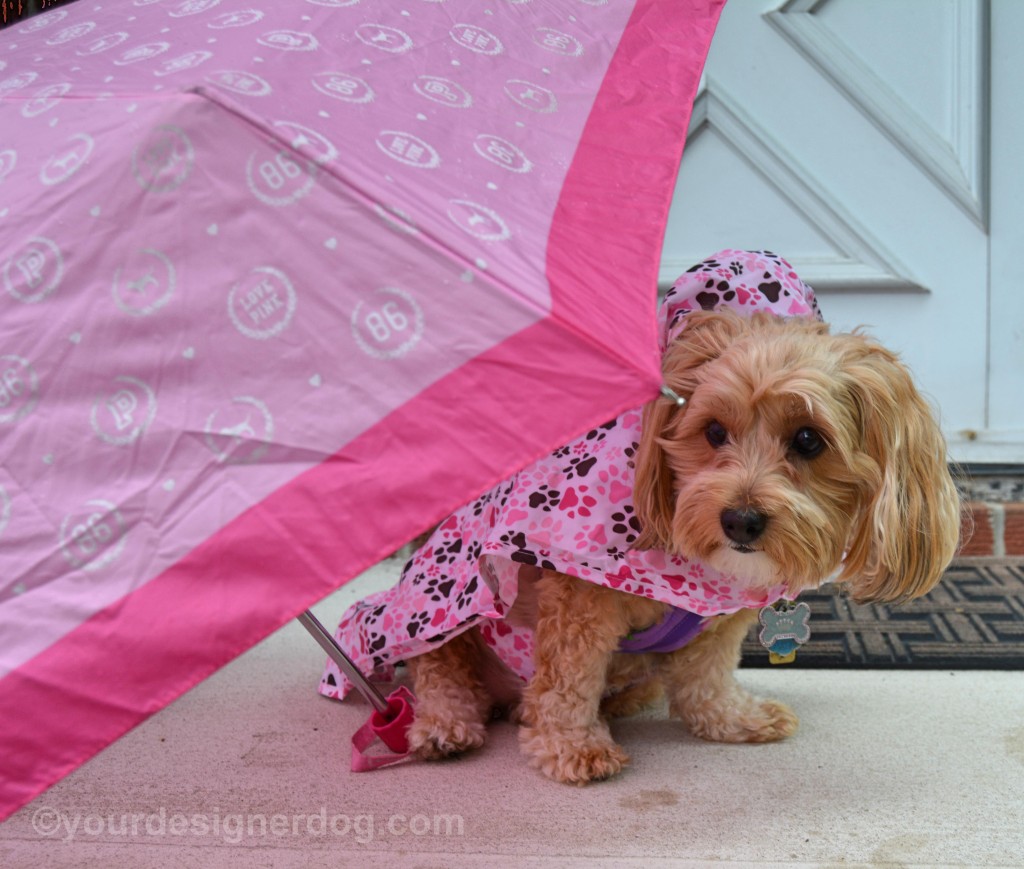 dogs, designer dogs, yorkipoo, yorkie poo, rain, weather, umbrella, raincoat
