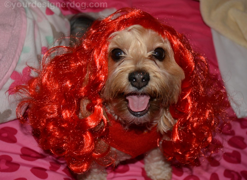 dogs, designer dogs, yorkipoo, yorkie poo, wig, red head, tongue out