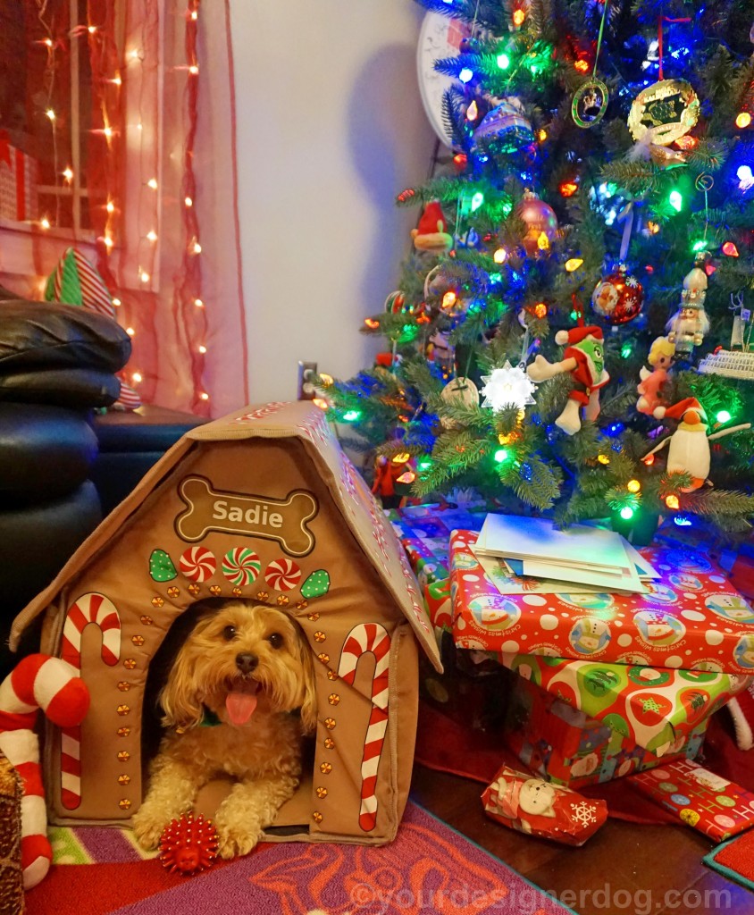 dogs, designer dogs, yorkipoo, yorkie poo, tongue out, christmas, gingerbread house