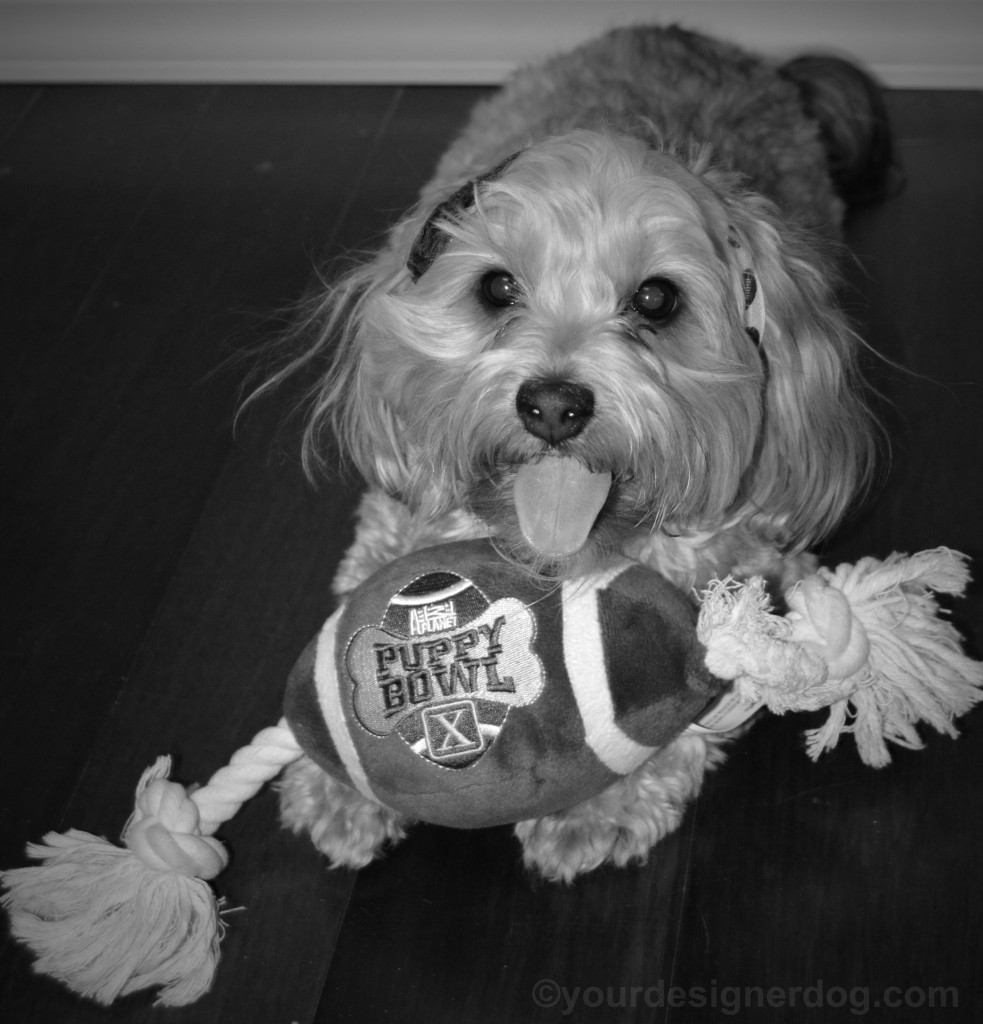 dogs, designer dogs, yorkipoo, yorkie poo, football, super bowl, tongue out, black and white photography