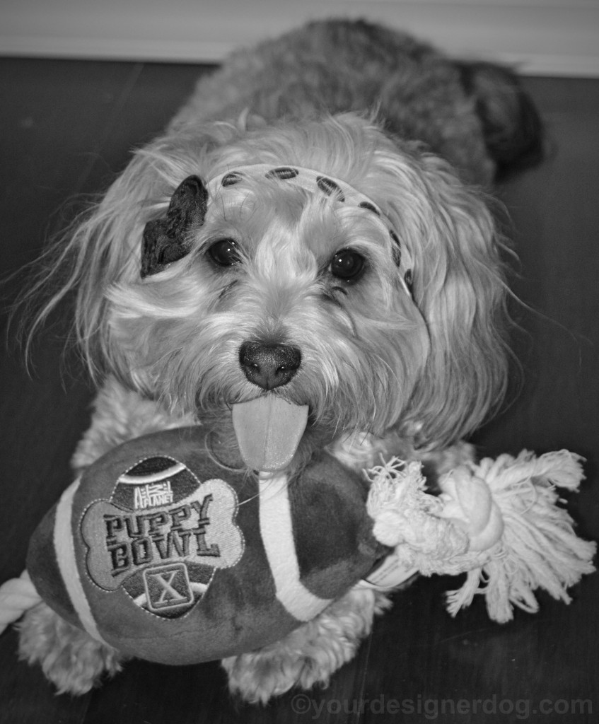 dogs, designer dogs, yorkipoo, yorkie poo, football, super bowl, tongue out, black and white photography