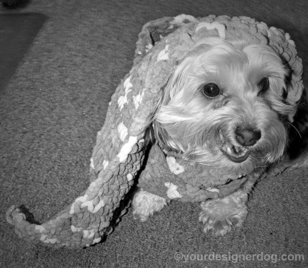 dogs, designer dogs, yorkipoo, yorkie poo, scarf, black and white photography