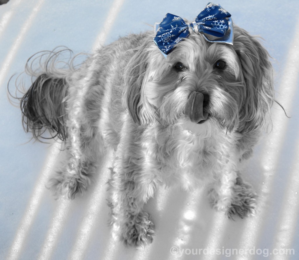 dogs, designer dogs, yorkipoo, yorkie poo, snow, winter, hair bow, black and white photography