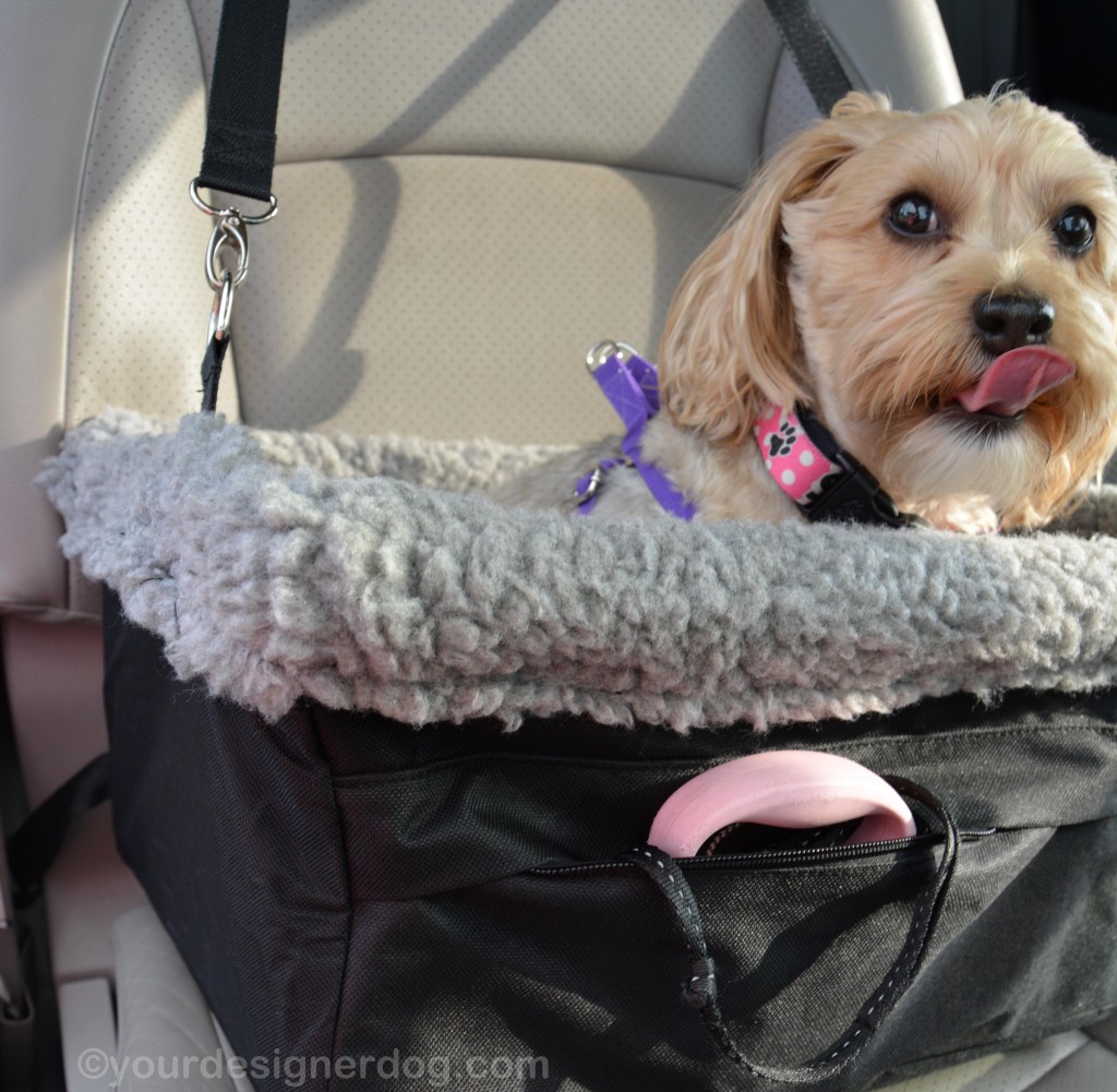 dogs, designer dogs, yorkipoo, yorkie poo, blooper, car seat, tongue out