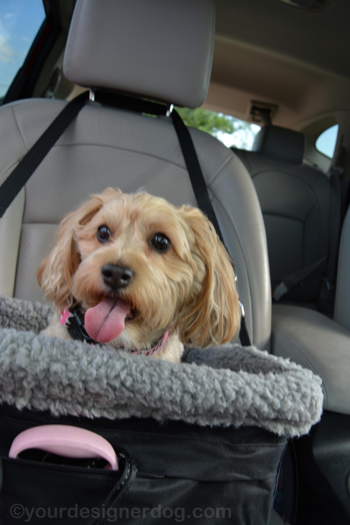 dogs, designer dogs, yorkipoo, yorkie poo, blooper, car seat, tongue out