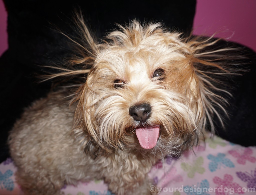 dogs, designer dogs, yorkipoo, yorkie poo, bad hair day, dog smiling, tongue out