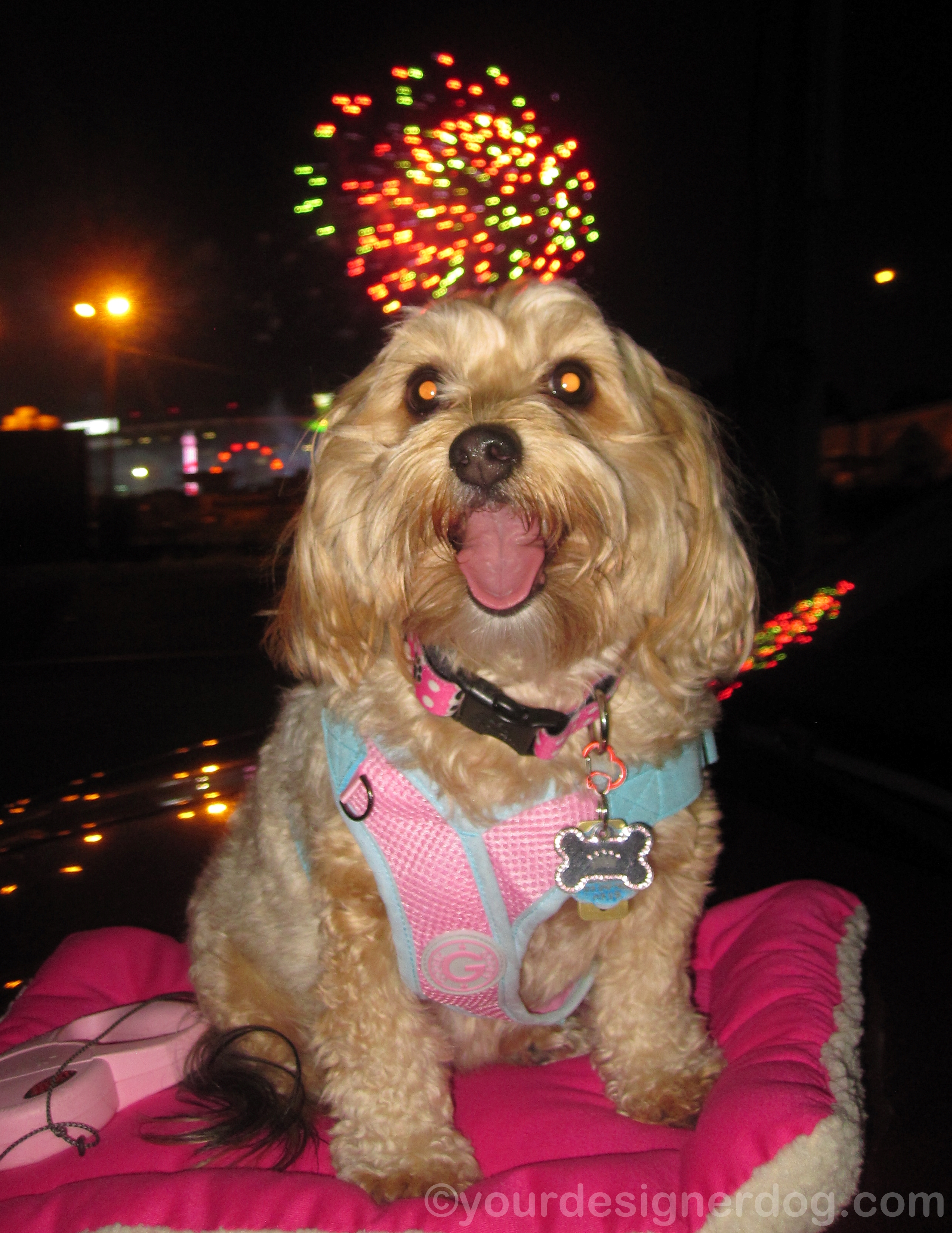 dogs, designer dogs, yorkipoo, yorkie poo, fireworks, tongue out, fourth of july