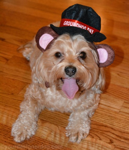 dogs, designer dogs, yorkipoo, yorkie poo, tongue out, groundhog day