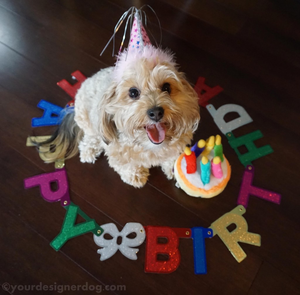 dogs, designer dogs, yorkipoo, yorkie poo, birthday, dog smiling, party hat