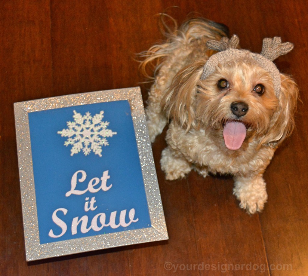 dogs, designer dogs, yorkipoo, yorkie poo, snow, tongue out