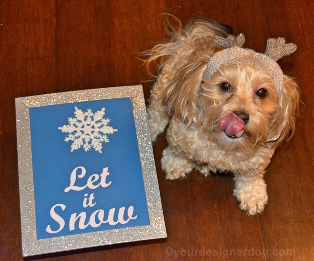 dogs, designer dogs, yorkipoo, yorkie poo, snow, tongue out