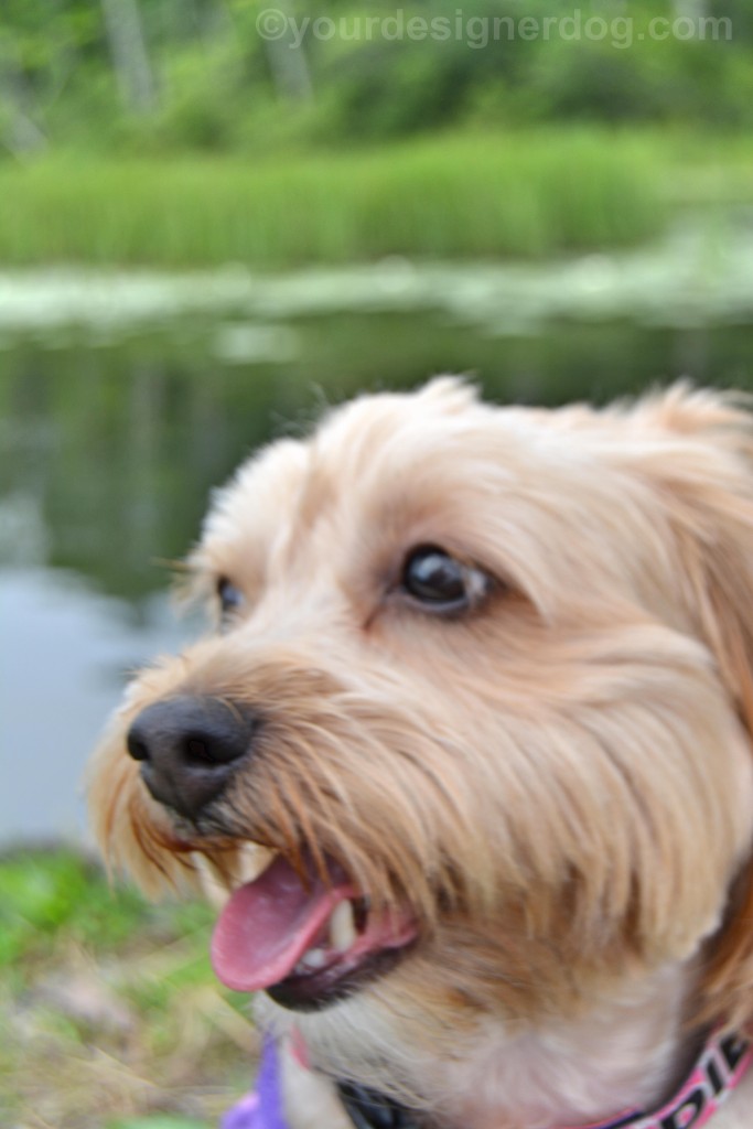 dogs, designer dogs, yorkipoo, yorkie poo, lily pond, blooper, tongue out