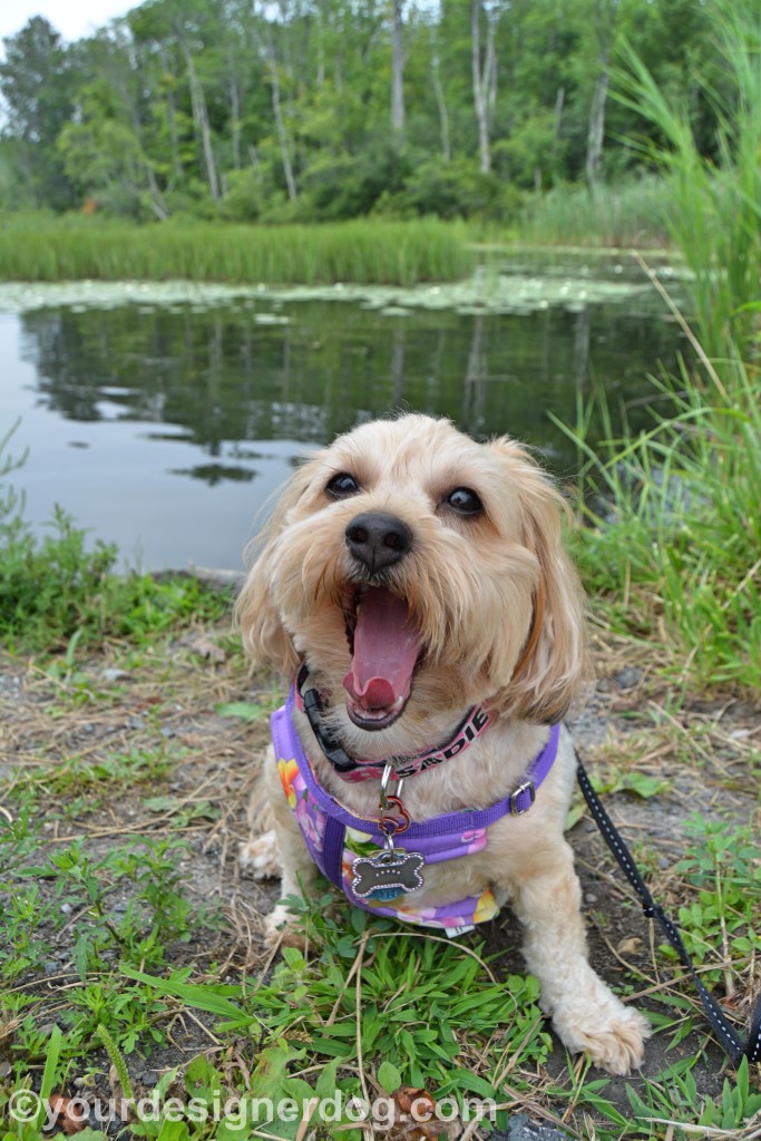 dogs, designer dogs, yorkipoo, yorkie poo, lily pond, blooper, tongue out