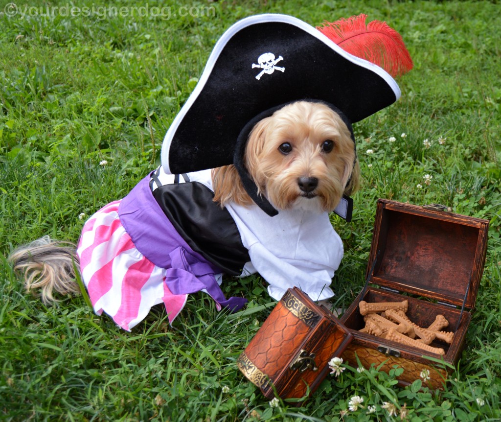 dogs, designer dogs, yorkipoo, yorkie poo, pirate, treasure chest, booty