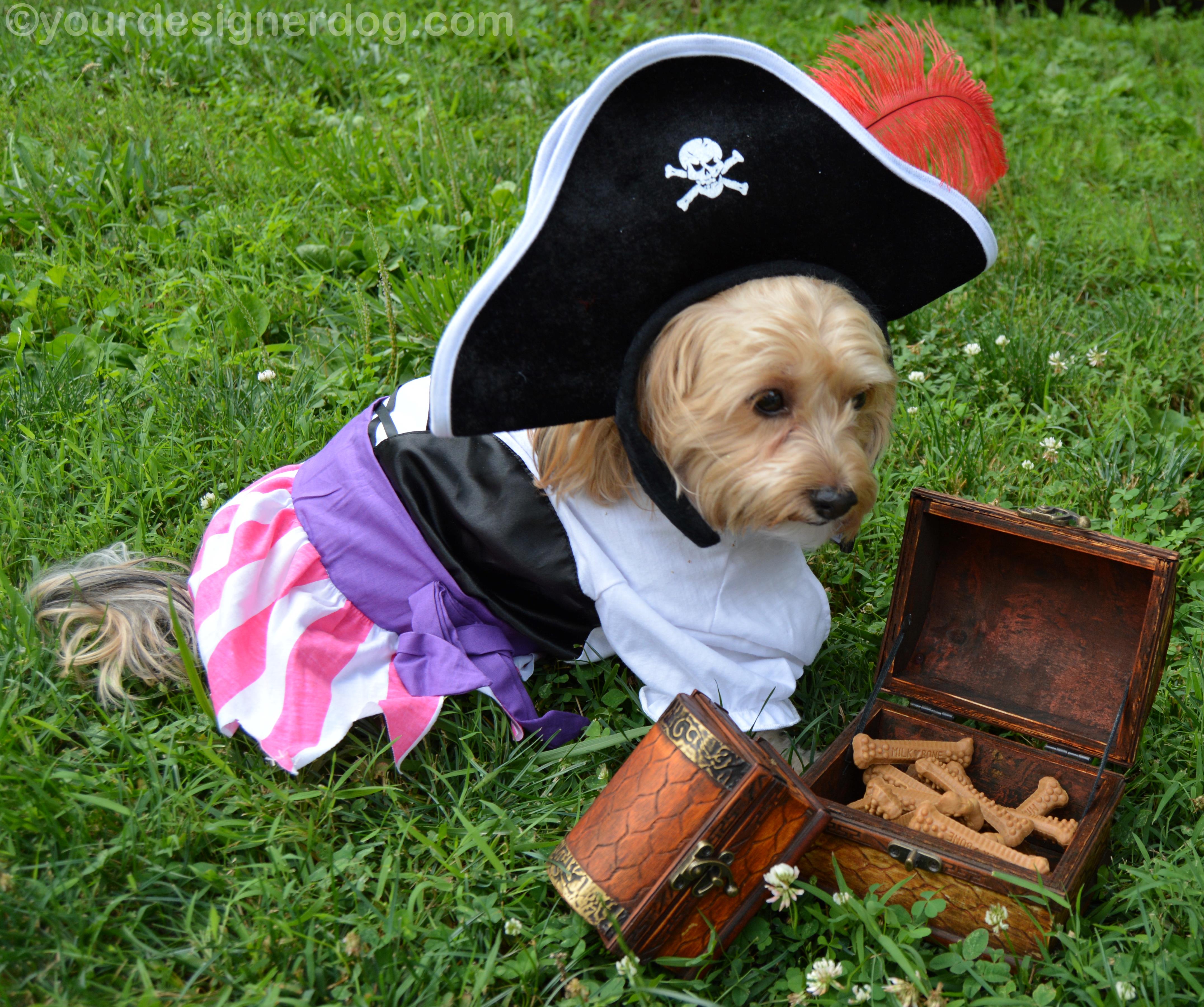 dogs, designer dogs, yorkipoo, yorkie poo, pirate, treasure chest, booty