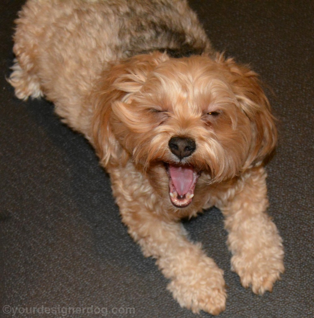 dogs, designer dogs, yorkipoo, yorkie poo, tongue out, dog smiling, blooper