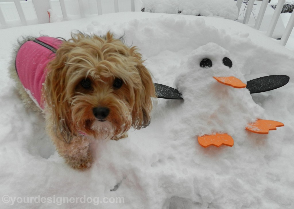dogs, designer dogs, yorkipoo, yorkie poo, snowman, penguin, snow penguin