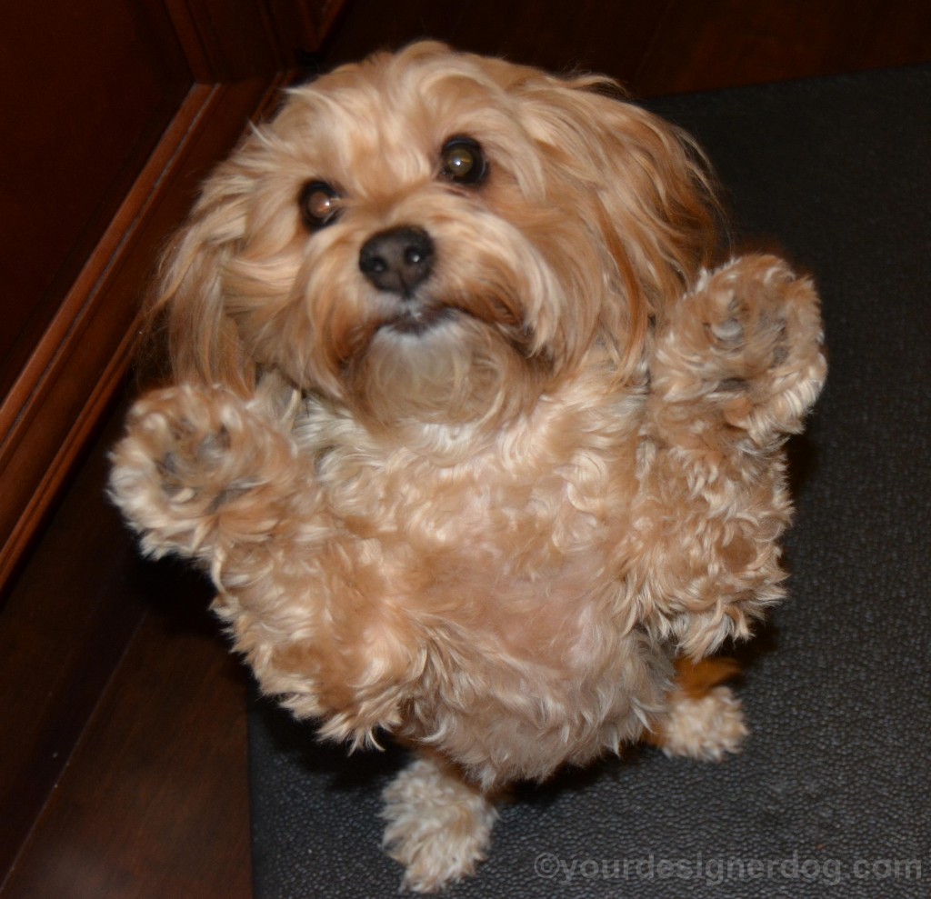 dogs, designer dogs, yorkipoo, yorkie poo, begging, how to