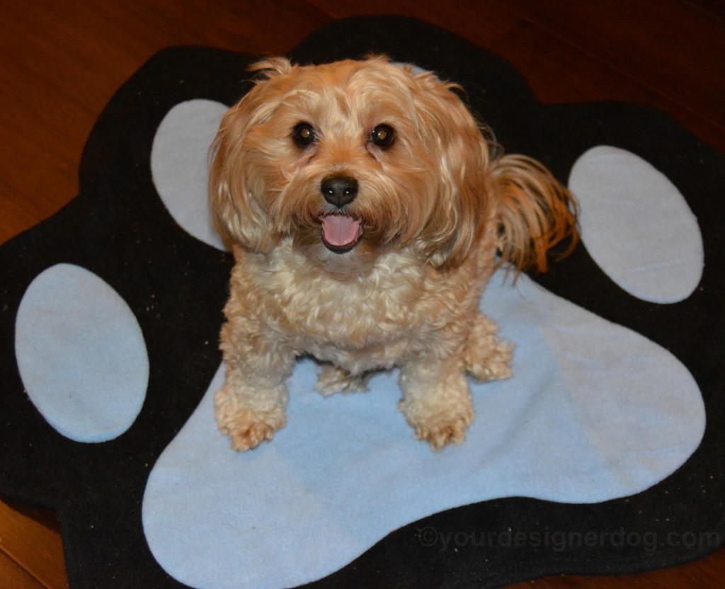 dogs, designer dogs, yorkipoo, yorkie poo, tongue out, paw print, dog smiling