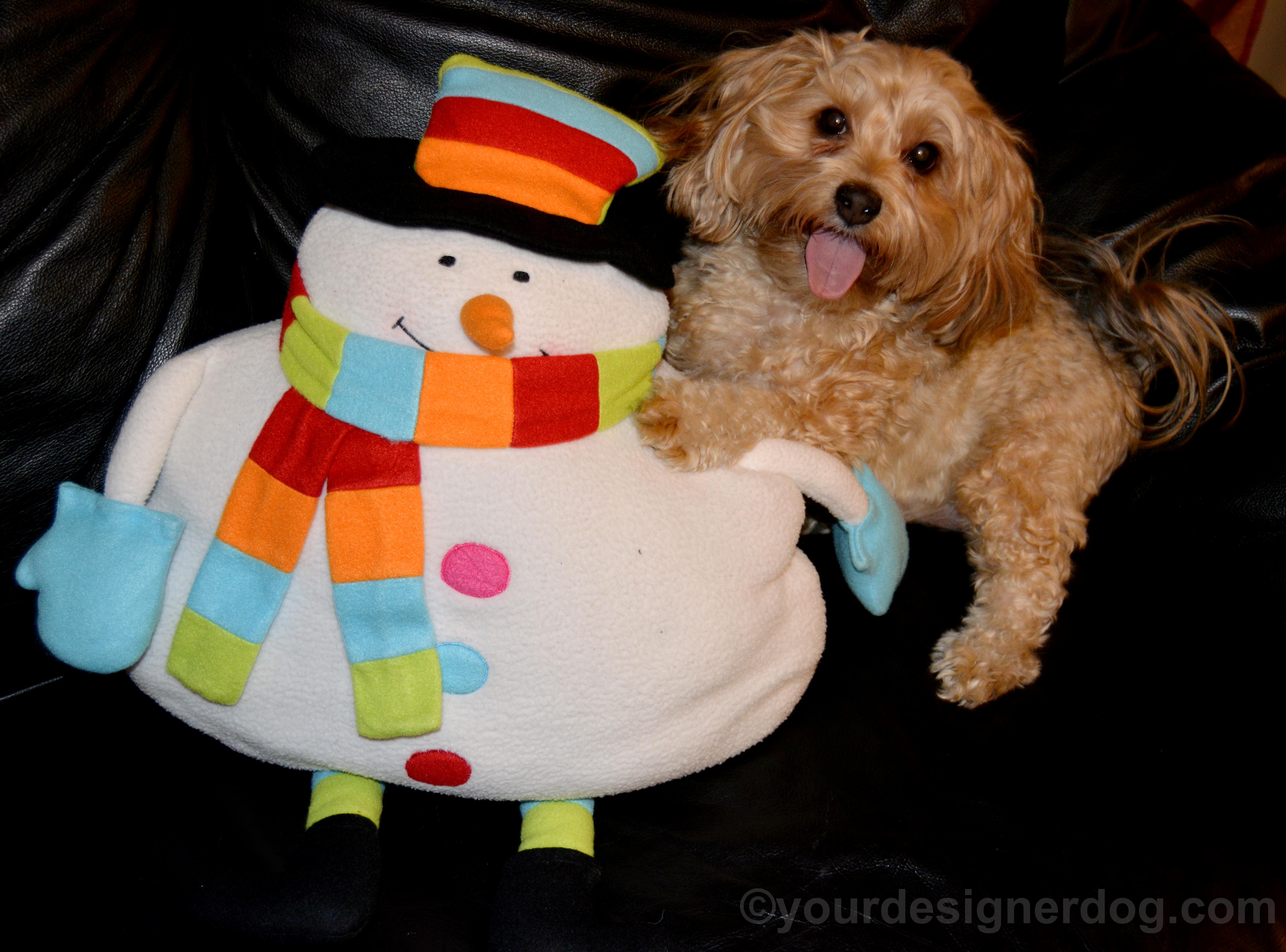 dogs, designer dogs, yorkipoo, yorkie poo, snowman, winter, tongue out